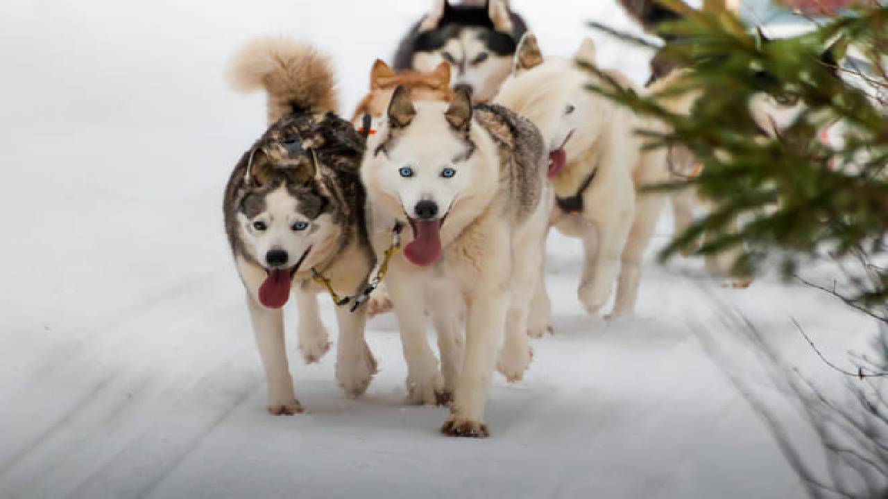 Husky Safari Winter Tour & Barbeque - 6-10 km Self-Driving Mushing - Small Group