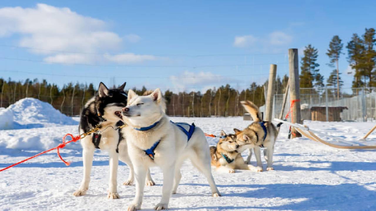 Husky Safari Winter Tour & Barbeque - 6-10 km Self-Driving Mushing - Small Group