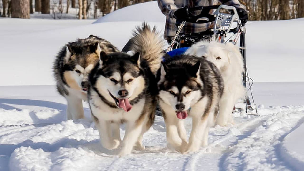 Husky Safari Winter Tour & Barbeque - 6-10 km Self-Driving Mushing - Small Group
