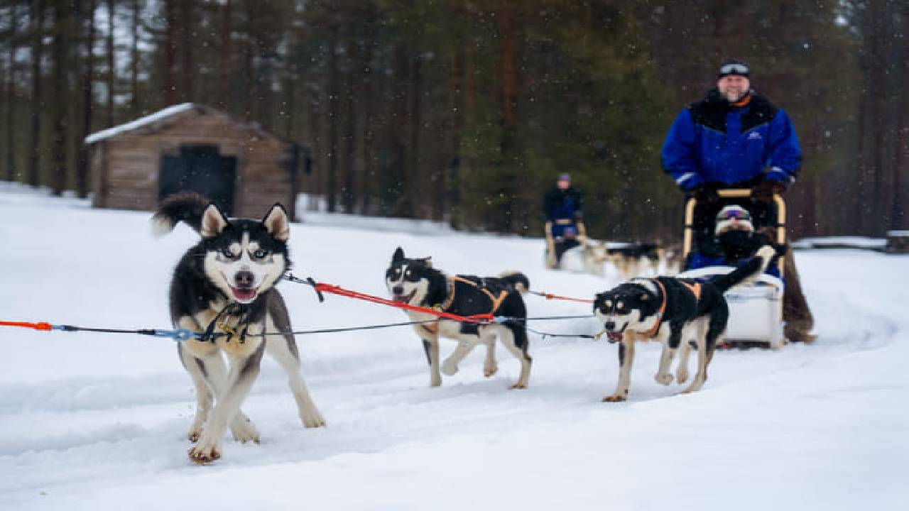 Husky Safari Winter Tour & Barbeque - 6-10 km Self-Driving Mushing - Small Group