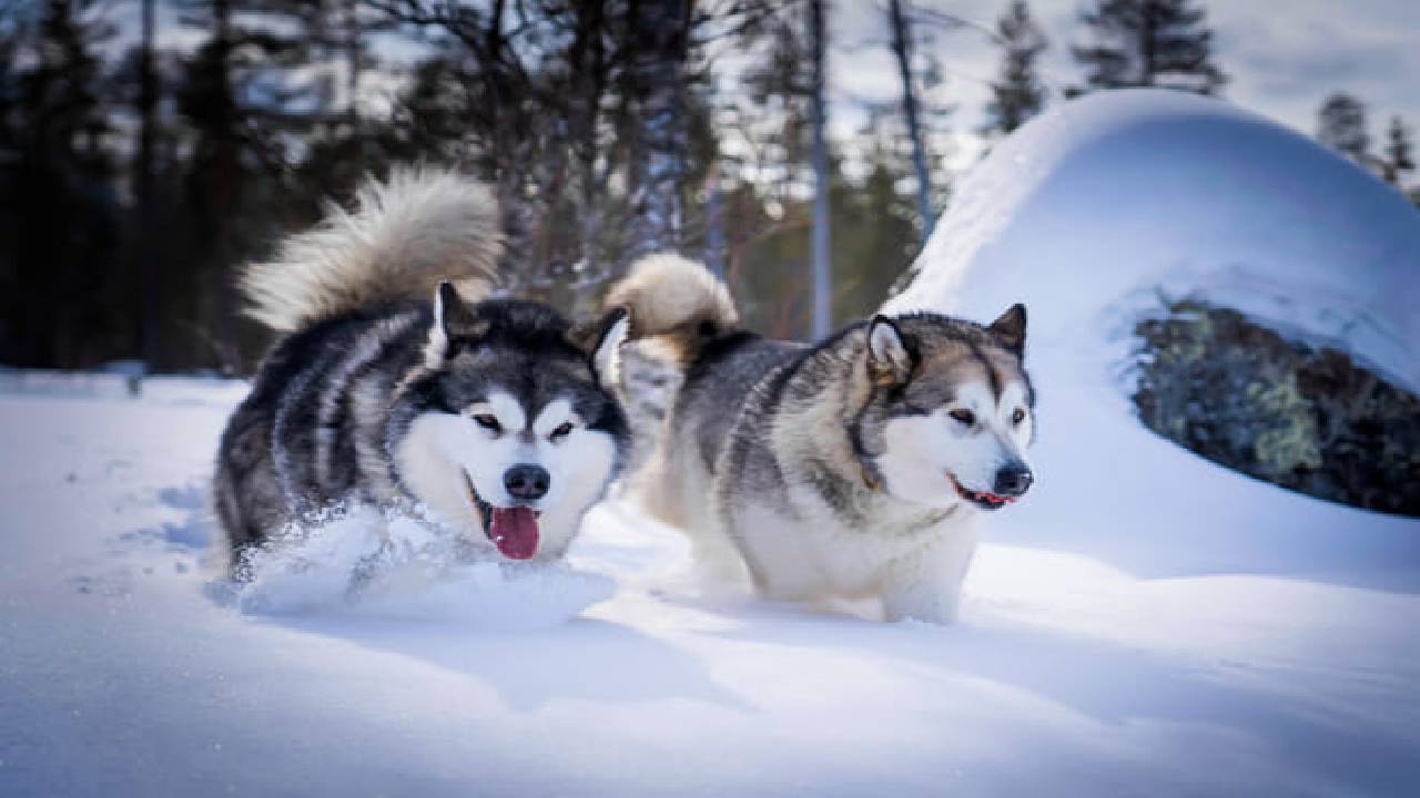 Husky Safari Winter Tour & Barbeque - 6-10 km Self-Driving Mushing - Small Group