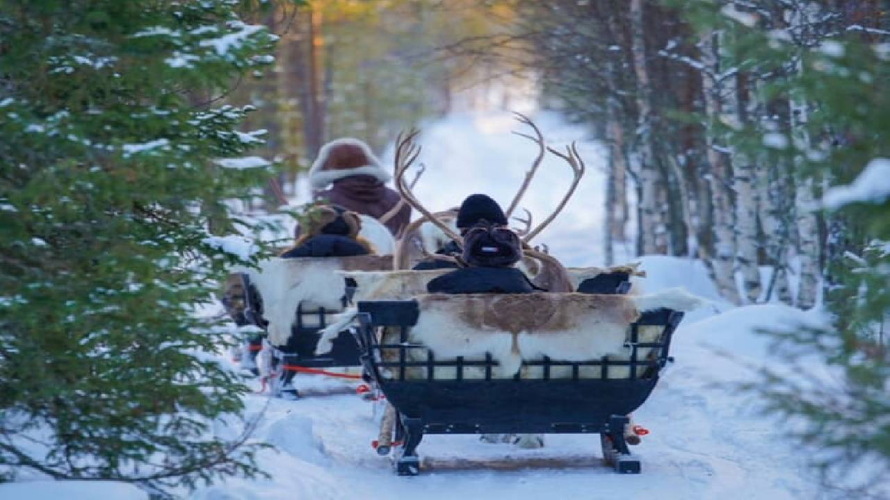 Reindeer Safari at a 200-Year-Old Farm & 2.5 km Sled Ride