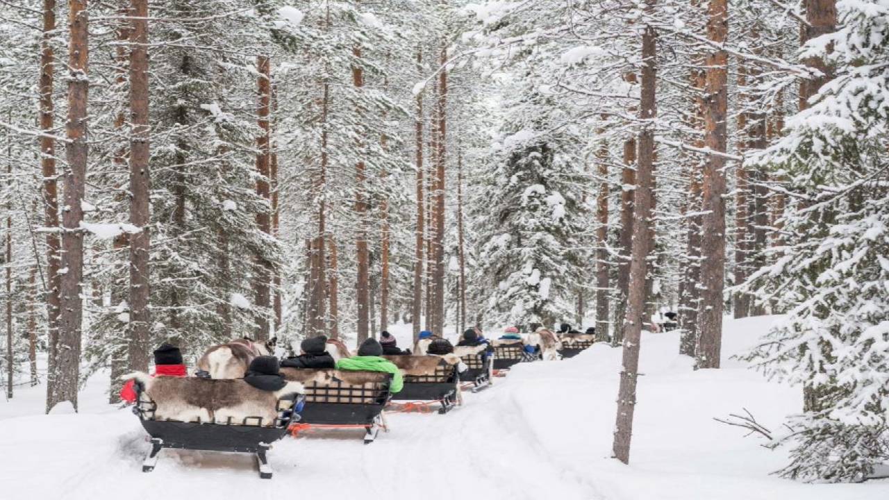 Reindeer Safari at a 200-Year-Old Farm & 2.5 km Sled Ride