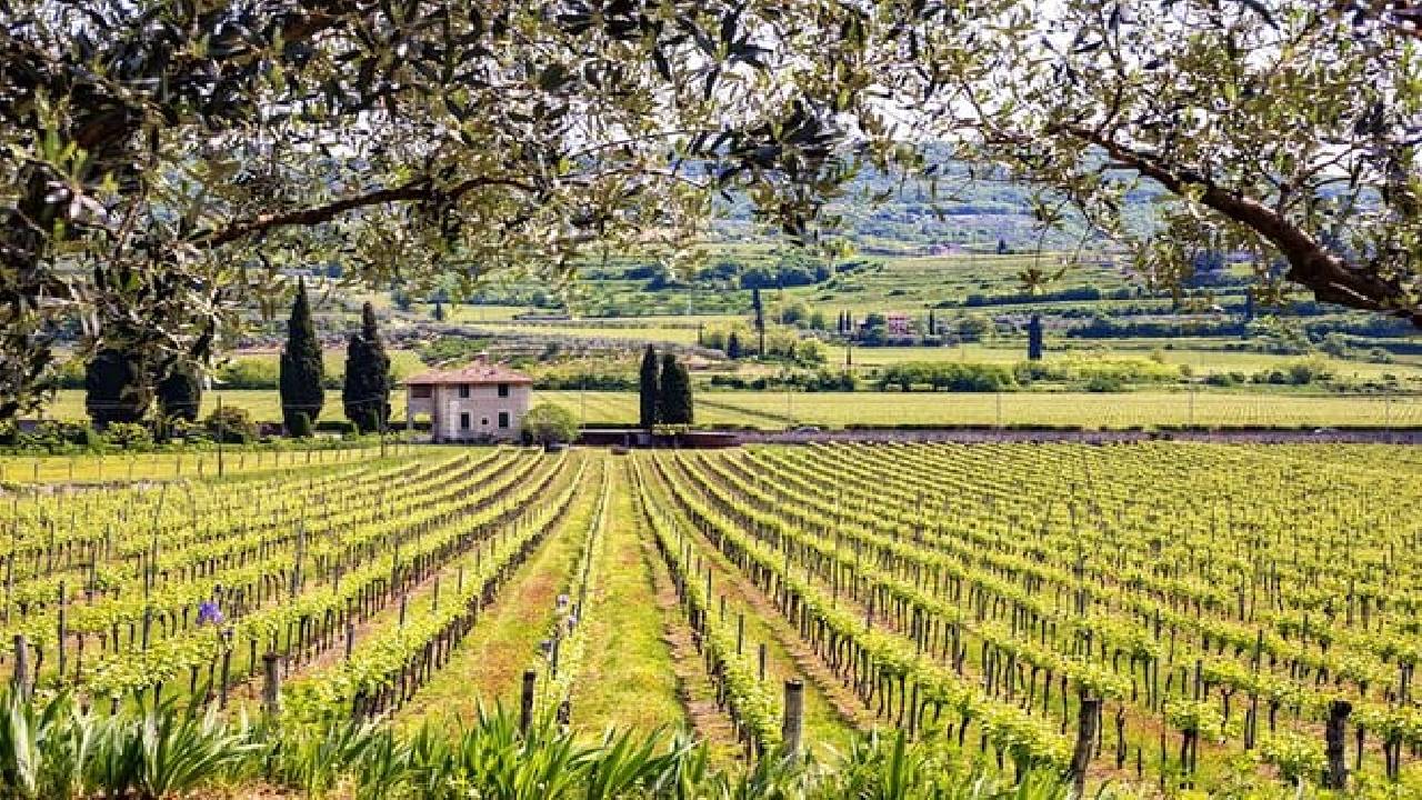 Rome: Frascati Private Day Trip - Town Tour, Lunch & Wine Tasting