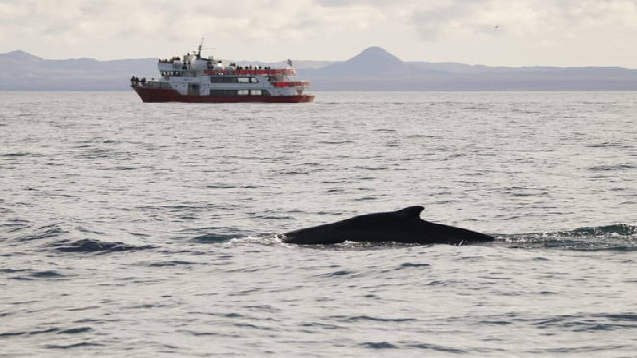 Reykjavík Whales & Buggy
