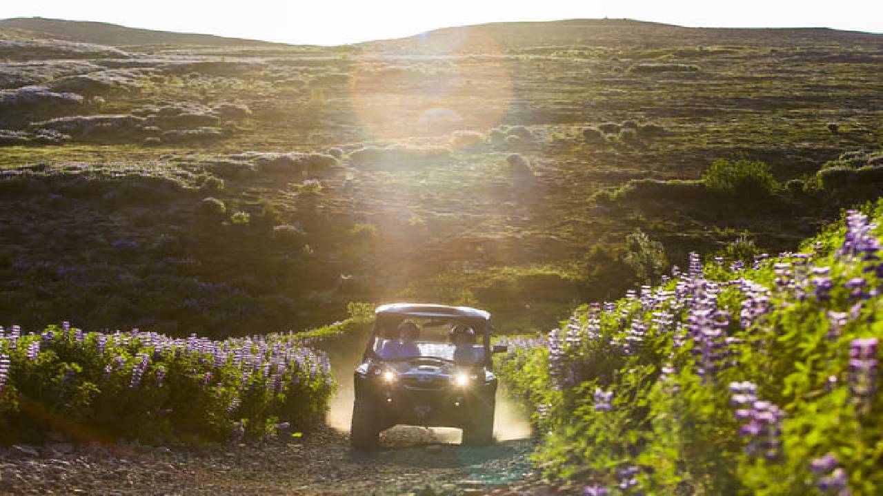 Reykjavík Whales & Buggy