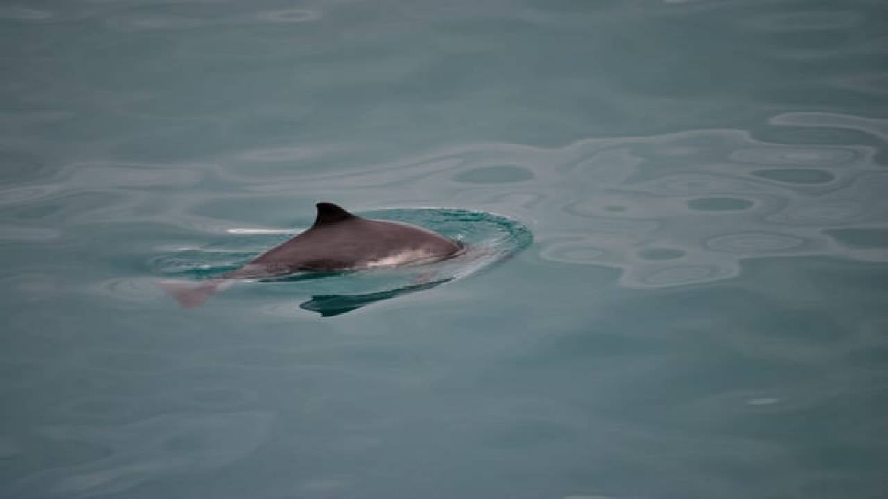 Reykjavík Whales & Buggy