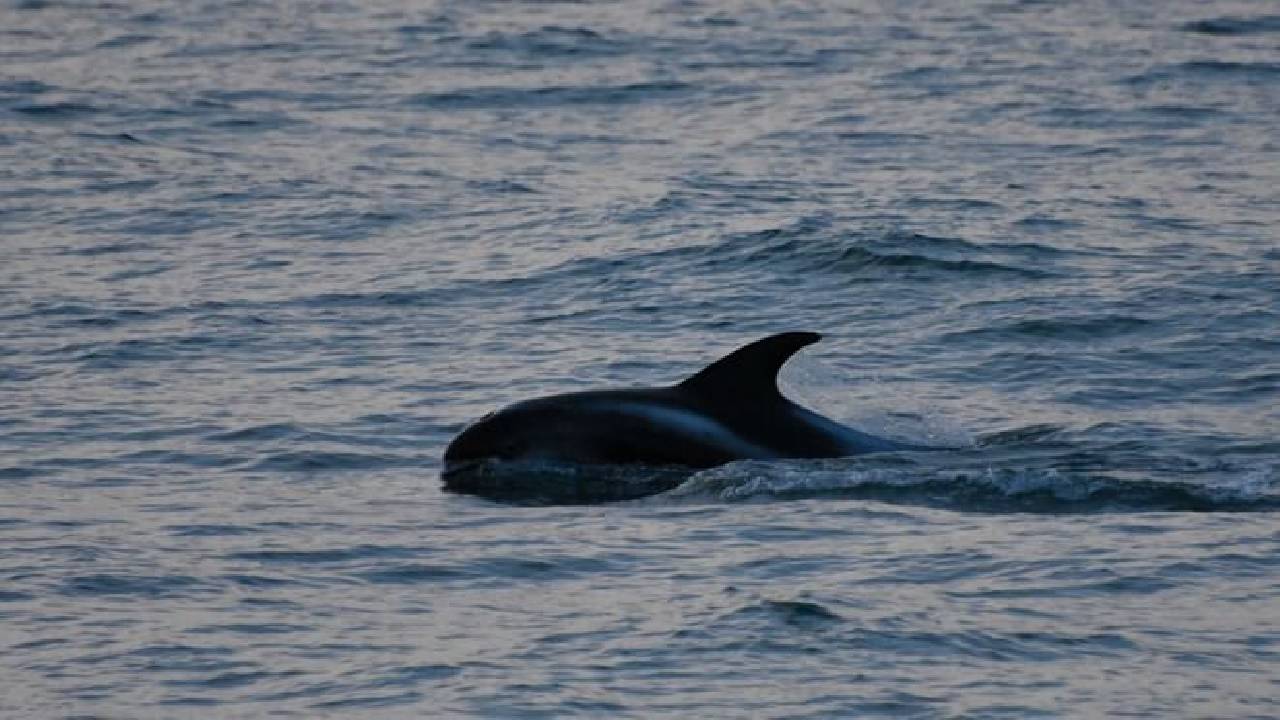 Reykjavík Whales & Snowmobile