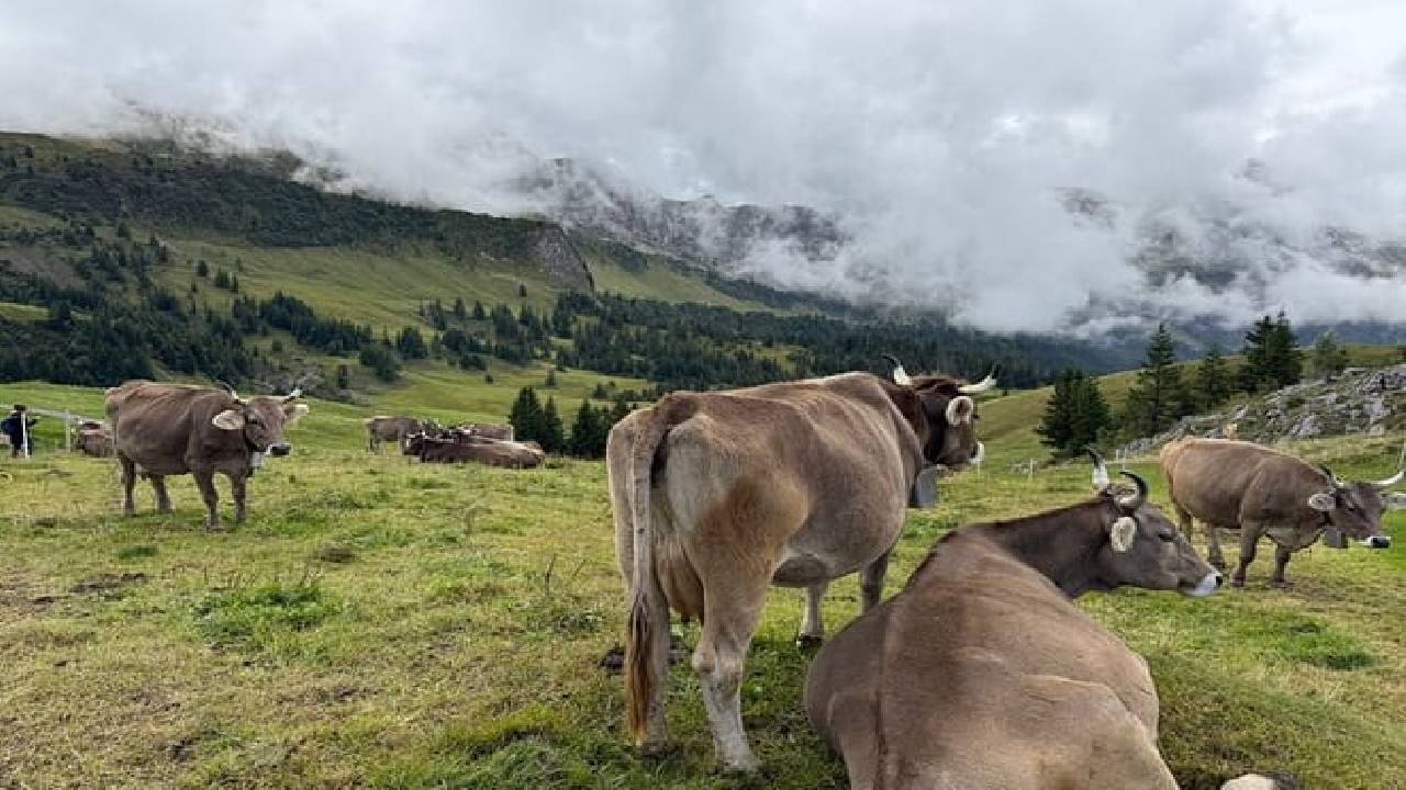 Snow Hike above Lake Lucerne and Fondue (Private Tour)