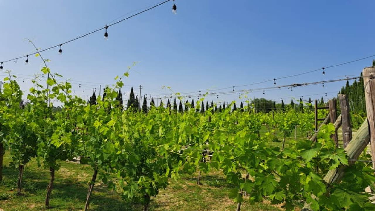 Best of Tuscany Experience: Pisa, Siena, San Gimignano & Wine