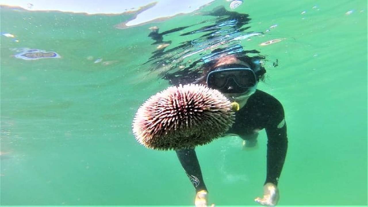Arrábida Snorkeling & Wine 