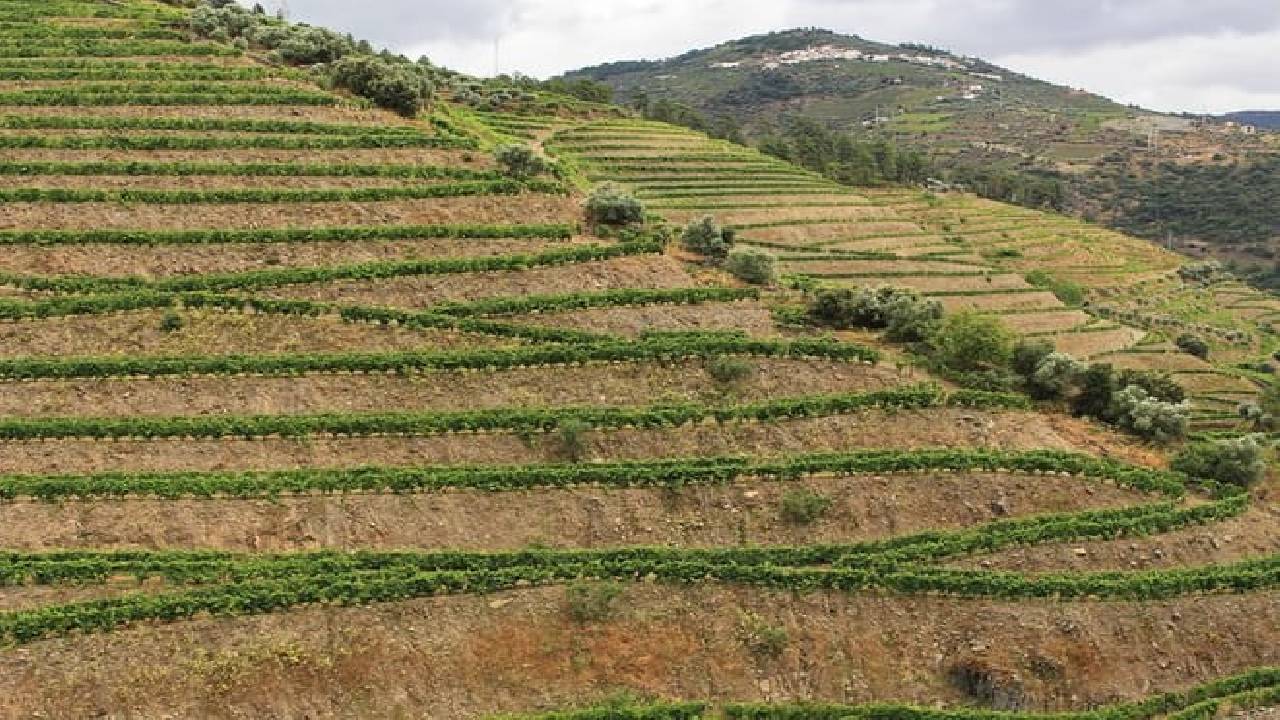 Douro Valley: Small-Group Tour Wine Tasting, Lunch & River Cruise