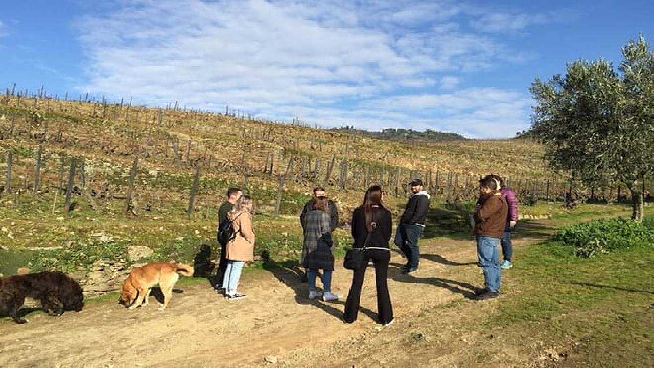 Douro Valley: Small-Group Tour Wine Tasting, Lunch & River Cruise