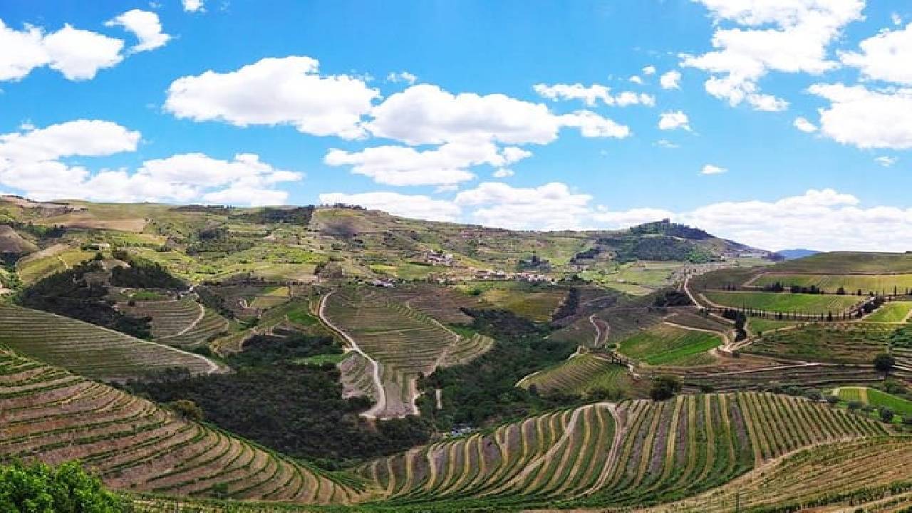 Wine Venture and Boat Trip in Douro Valley from Porto