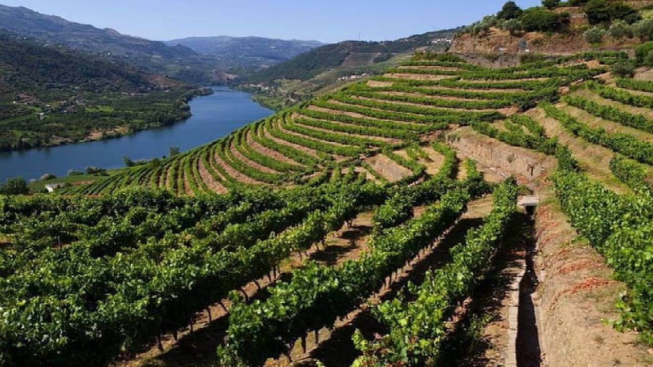 Wine Venture and Boat Trip in Douro Valley from Porto