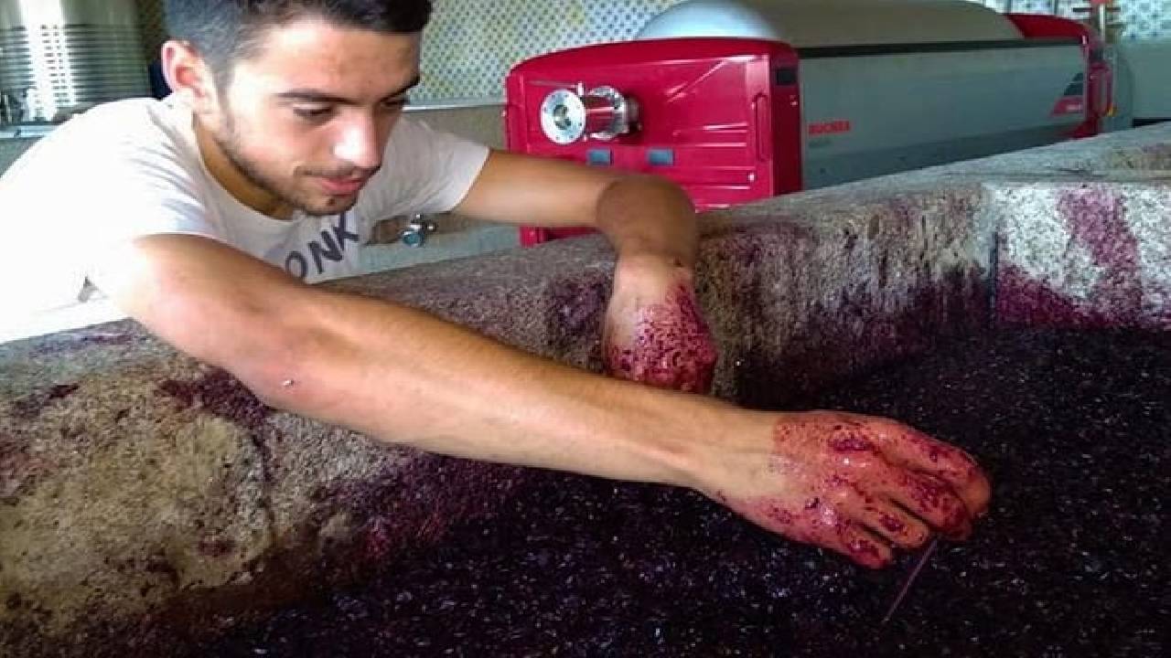 Wine Venture and Boat Trip in Douro Valley from Porto