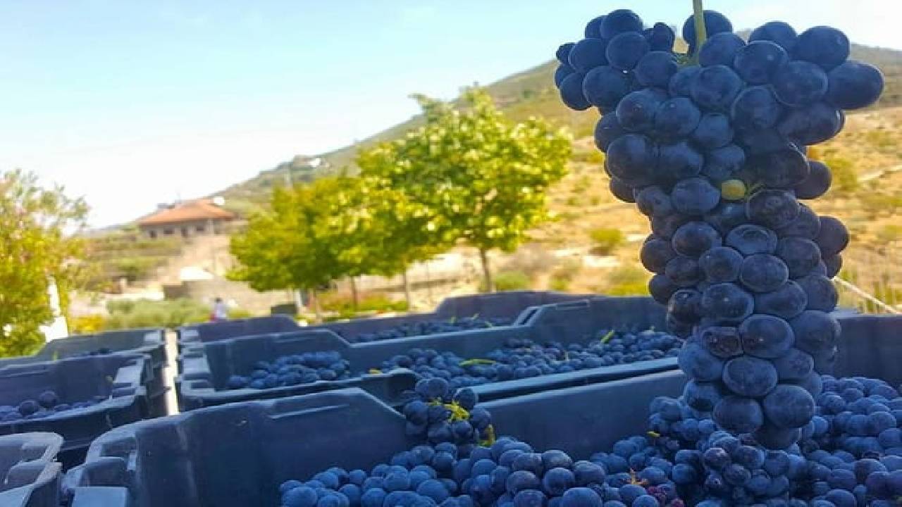 Wine Venture and Boat Trip in Douro Valley from Porto