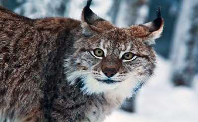Trip to Ranua Arctic Zoo, Rovaniemi