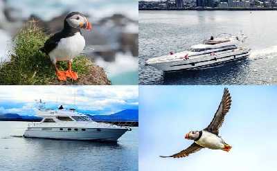 Puffin Watching Yacht Cruise from Downtown Reykjavík – Small Group Experience