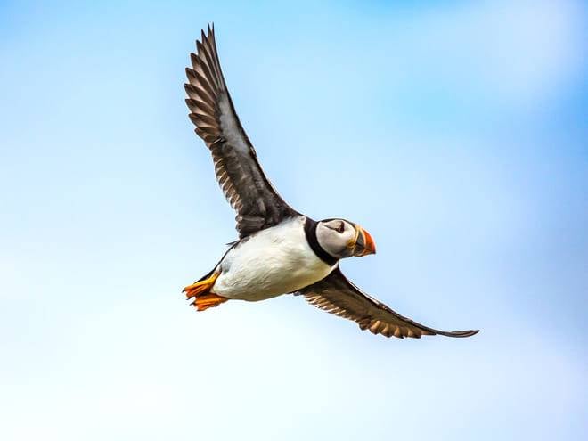 Puffin Watching Yacht Cruise from Downtown Reykjavík – Small Group Experience