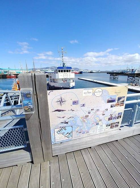 Whale watching - Downtown Reykjavík