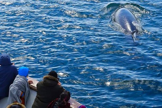 Whale Watching Cruise from Reykjavík
