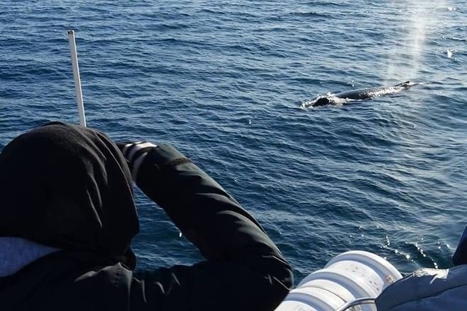 Whale Watching Cruise from Reykjavík