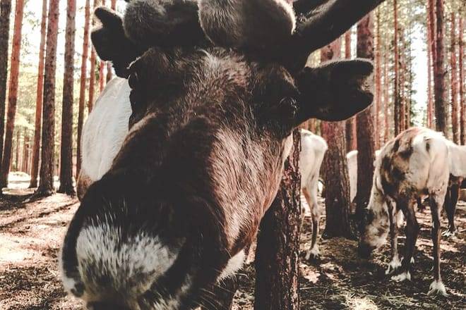 Reindeer Farm Summer Experience