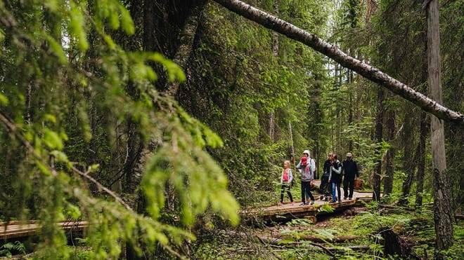 VAATTUKIKONGAS HIKE : the forest trail