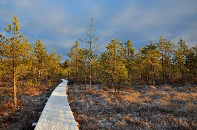 VAATTUKIKONGAS HIKE : the forest trail