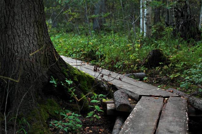 VAATTUKIKONGAS HIKE : the forest trail
