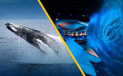 Whale Watching & Whales of Iceland Museum
