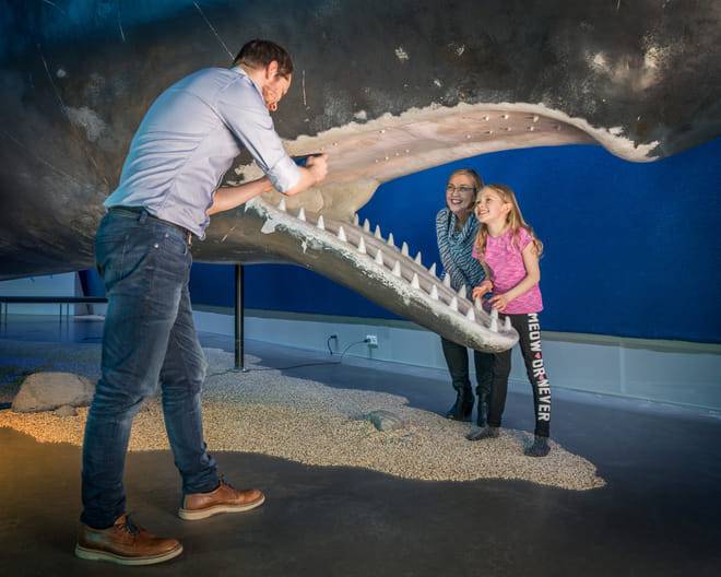 Whale Watching & Whales of Iceland Museum