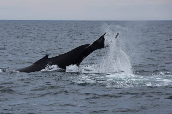 Whales & Auroras