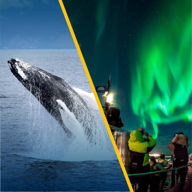 Whales & Auroras