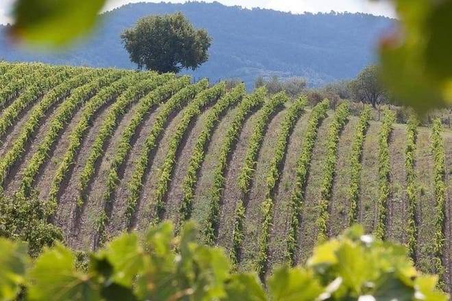 Chianti Half day Wine tour from Florence