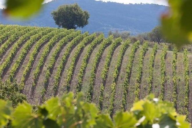 Dinner in the Vineyards