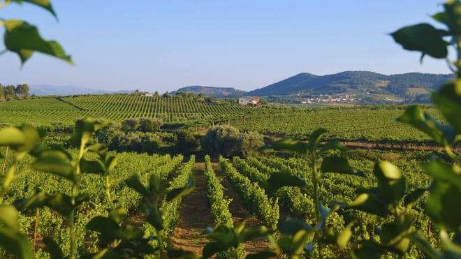 Three-Winery Douro Valley Experience for Wine Lovers