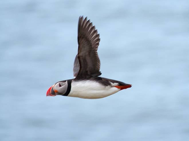 Puffin Watching Yacht Cruise from Downtown Reykjavík – Small Group Experience