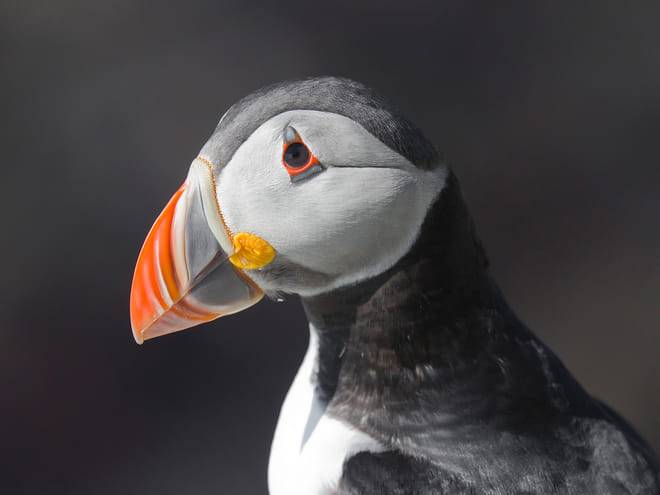 Puffin Watching Yacht Cruise from Downtown Reykjavík – Small Group Experience