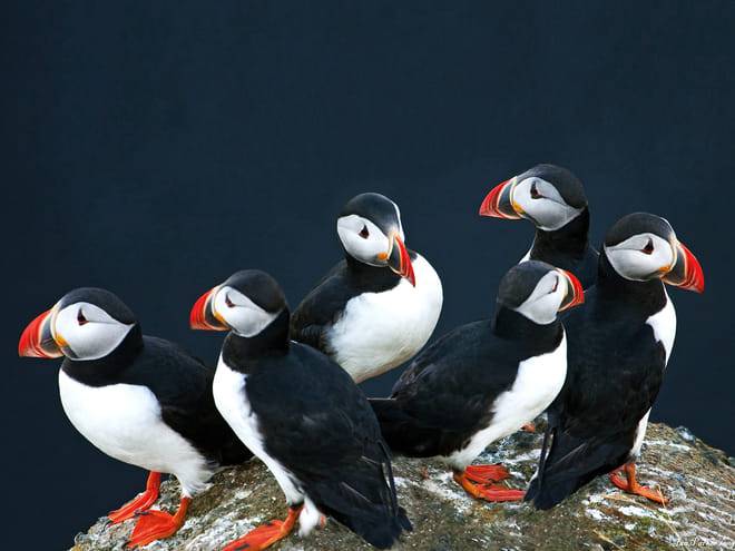 Puffin Watching Yacht Cruise from Downtown Reykjavík – Small Group Experience