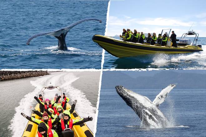 Whale  Watching from Downtown Reykjavik by RIB Speedboat 