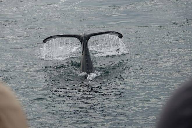 Whale watching - Downtown Reykjavík