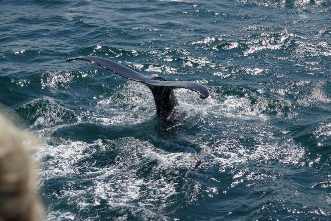 Whale watching - Downtown Reykjavík