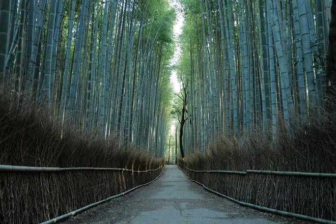 Kyoto Early Morning Tour with English-Speaking Guide