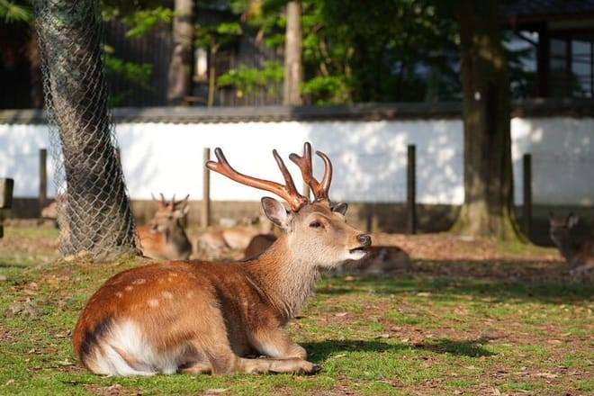 Nara Early Morning Tour (Kyoto or Osaka Departure Available)