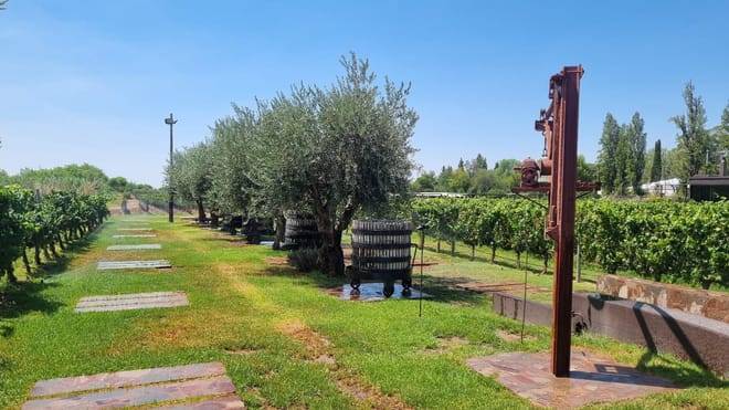 EXPERIENCIA DE BODEGAS