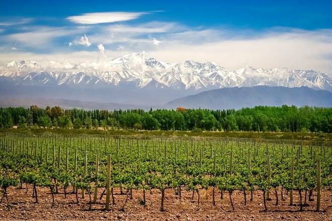 Taste Routes Wines and Oils of Mendoza 