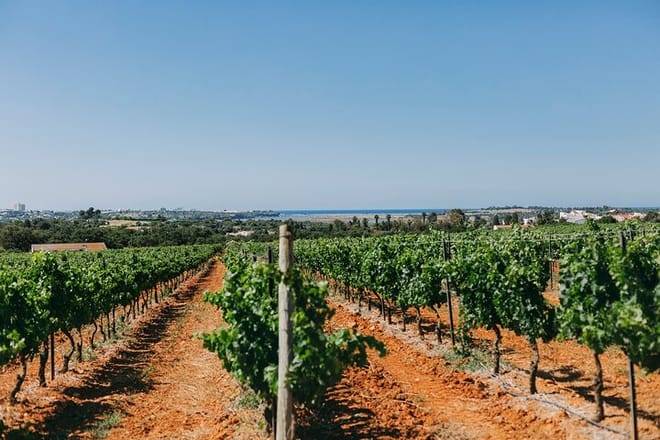 Wine Tasting & Tapas 4x4 Tours