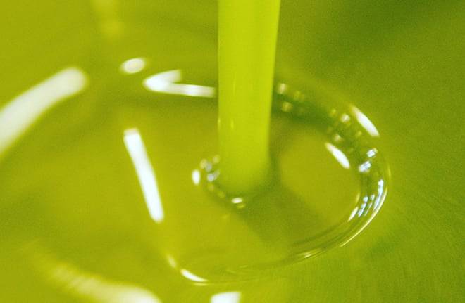 Olive Oil Mill Tour with Tasting near Molfetta & Bari